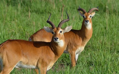 Antelope Facts History Useful Information And Amazing Pictures