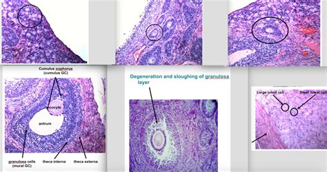 Histology Of The Ovary Diagram Quizlet