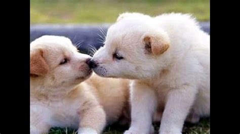 Beautiful animals pictures - YouTube
