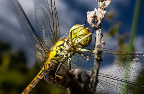 Yellow And Black Dragonfly Perched On Brown Stem In Close Up