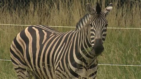 Wild Place Project Helps Conserve Endangered Animals Bbc News