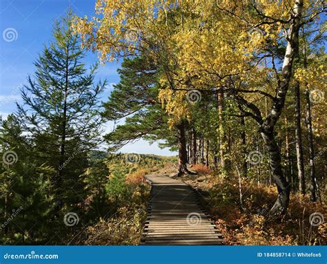 Walks In Autumn Krasnoyarsk Nature Stock Photo Image Of Watch