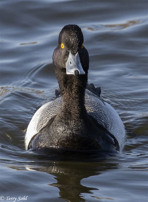 Lesser Scaup Photos Photographs Pictures