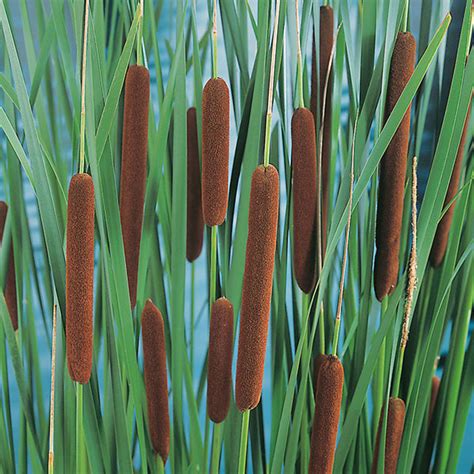 Narrowleaf Cattail Facts And Health Benefits