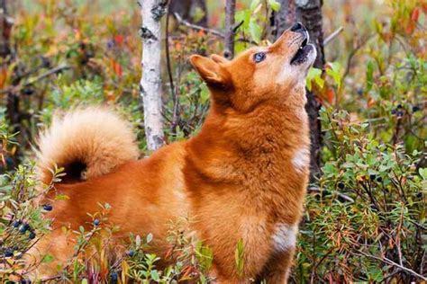Get To Know The Finnish Spitz The Barking Champion Dogster