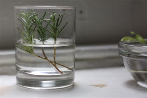 It might have taken ours so long to propagate since we started them in the dead of winter and the new growth on the rosemary plant wasn't as flexible and green as it could have been. How To: Propagate & Regrow Rosemary Cuttings | 17 Apart