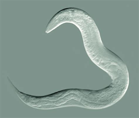 Animals In Research C Elegans Roundworm