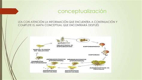 Calaméo Conceptualizacion Reproducción De Las Plantas