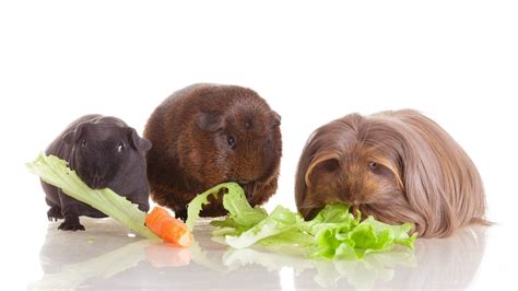 Guinea Pig Food List Things They Can Eat Petsoid