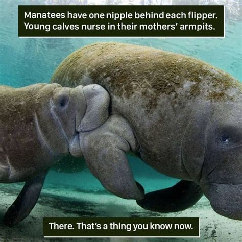 116 Times Nature Proved Its Too Weird For Us To Handle In 2020 With