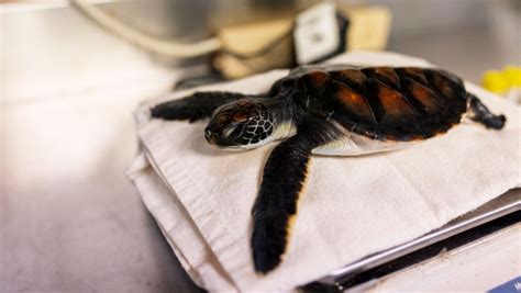 Rescued Turtle Hatchling Taronga Conservation Society Australia