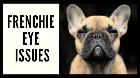 Frenchie Eye Issues French Bulldog Texas