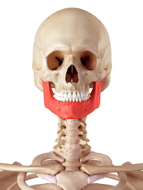 Human Jaw Bone Photograph By Sebastian Kaulitzkiscience Photo Library