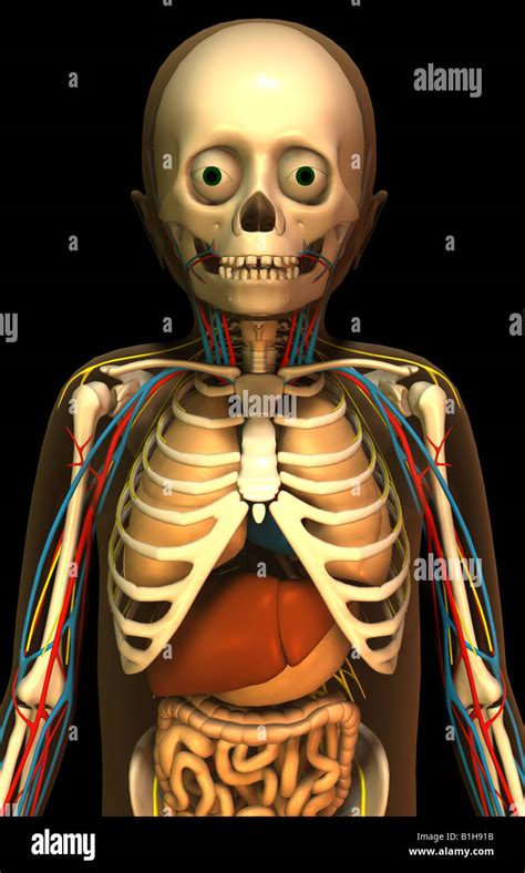 Anatomy Skeleton With Organs Stock Photo Alamy