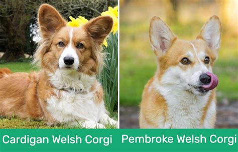 A Guide To The Two Types Of Corgis Pembroke Welsh Corgi Cardigan Welsh