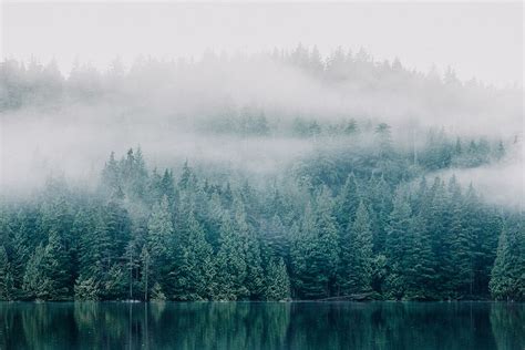Hd Wallpaper Foggy Trees Across Lake Forest Plant Scenics Nature