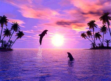 Dolphin Wallpaper 8 1916 X 1391 Dolphins Sunset Pictures
