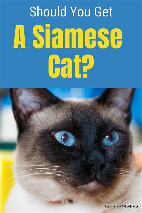 Surprising Facts About Siamese Cats And Why They Make Such Great Pets