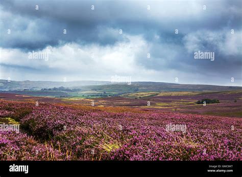 Moorland Heather Hi Res Stock Photography And Images Alamy