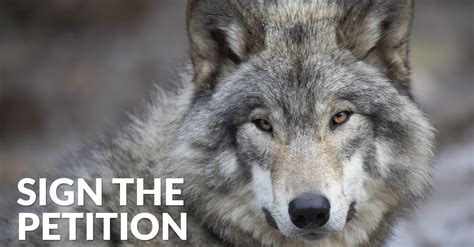 Us Fish And Wildlife Service Strips Gray Wolves Of Endangered Species