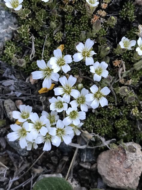 Alpine Sandwort Colorados Wildflowers
