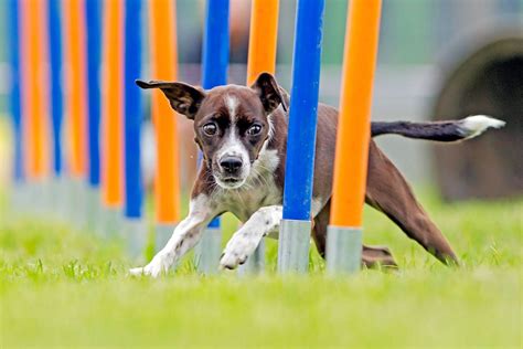 The Benefits Of Dog Agility Training And How To Get Started Daily Paws