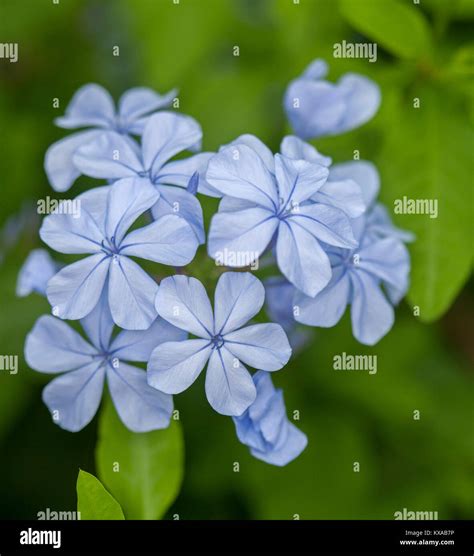 Cluster Of Pale Blue Flowers Of Plumbago Auriculata Evergreen Garden