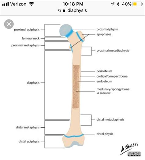 Diaphysis Metaphysis And Epiphysis Anatomy And Physiology Anatomy