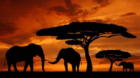 Africa Silhouettes Elephants Wallpaper 1920x1080 11318
