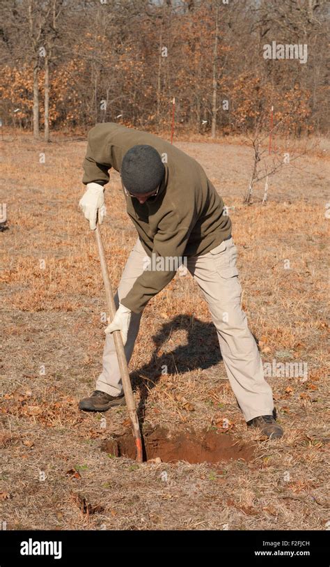 Man Digging A Hole In The Ground To Plant A Tree In Early Spring Stock