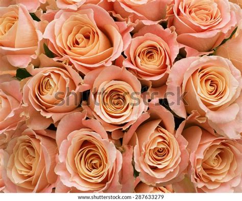 Soft Pastel Pink Roses Massed Background Stock Photo 287633279