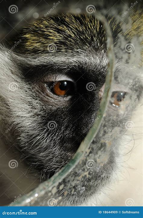 Monkey Behind The Glass Stock Image Image Of Feather 18644909