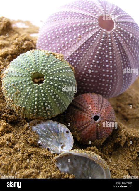 Pink Green Purple Sea Urchin Shells Echinoidea Stock Photo Alamy