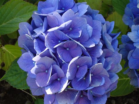 Filepurple Hydrangea Wikimedia Commons