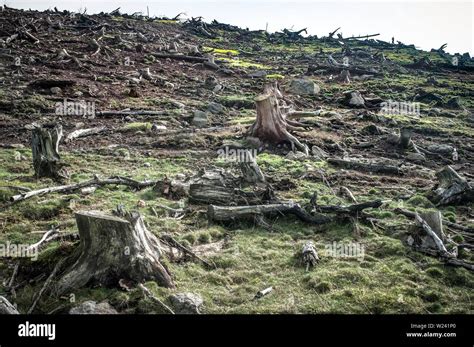 Cleared Trees For Farming Hi Res Stock Photography And Images Alamy