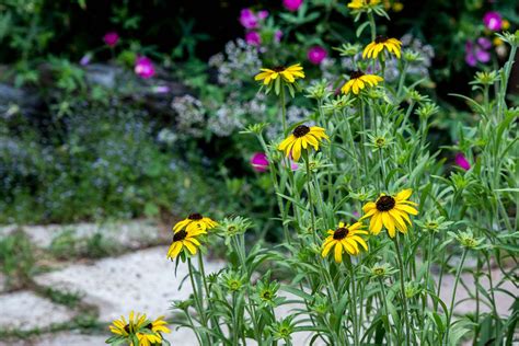 Black Eyed Susans Plant Care And Growing Guide