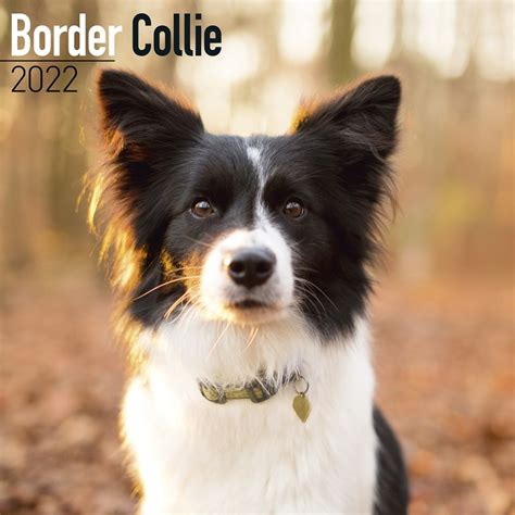 Border Collie Wall Calendar 2022