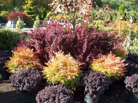 Fall Color Trees Landscaping Tips Garden Design