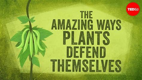 The Amazing Ways Plants Defend Themselves Valentin