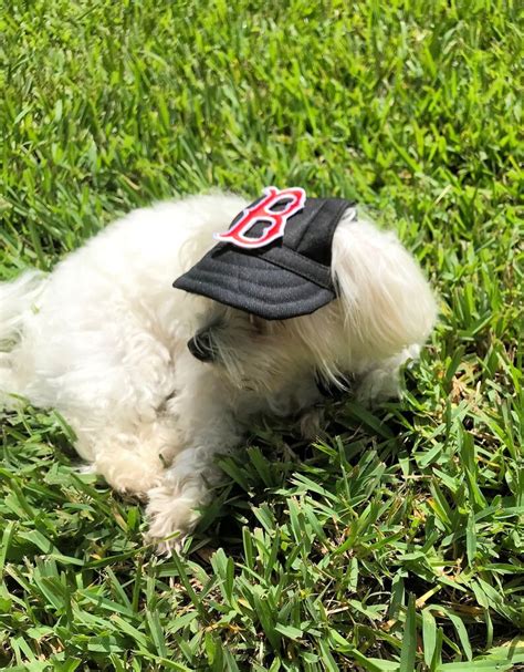 Doggie Caps Black Dog Baseball Cap Dog Visors Custom Dog Cap