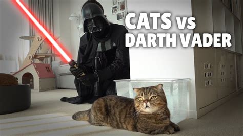 Cats Vs Darth Vader In 2020 Cats Cat Meeting Darth Vader