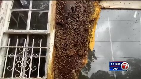 Thousands Of Honey Bees And Massive Hive Removed From Atlanta Home Wsvn 7news Miami News