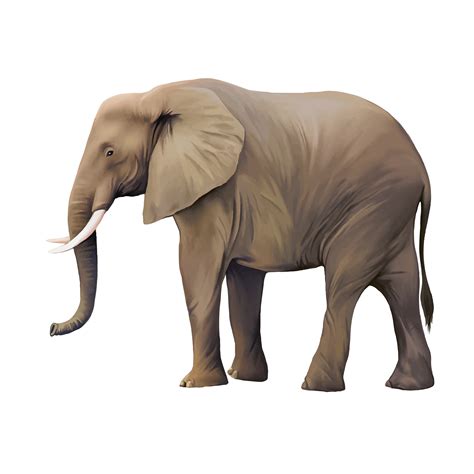Animal Illustrator Illustration Real Elephant Png Download 4724