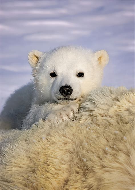 Adorable Polar Bear Cub Reyebleach