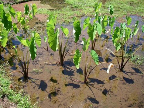 Growing Taro Traditionally Kalo Farmers