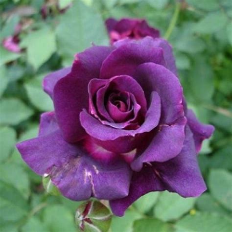 Buy Rose Purple Flower Plant Online At Cheap Price On