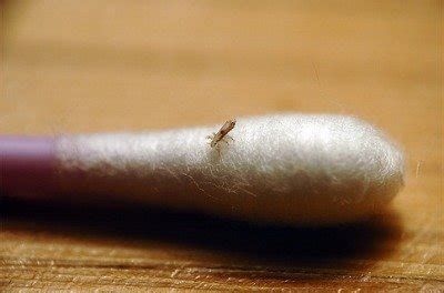 Actual size of adult bed bugs (see pictures). What Does Lice Look Like? Find Out With These Head Lice ...