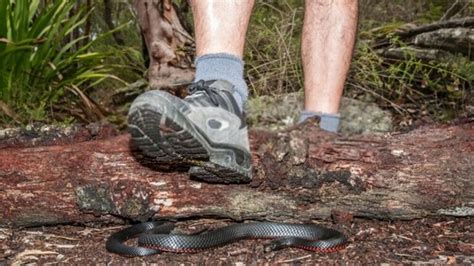 How Do You Protect Yourself Against Snakes When Hiking