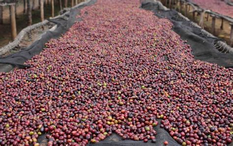 Ethiopian Coffee Farmers Full Of Beans As Barcodes Promise Better