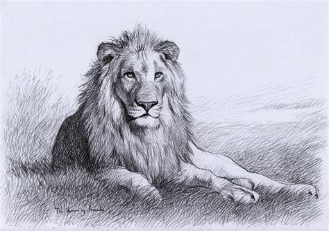 Lion Drawings In Pencil